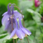 Spring Sale Weekend - West Kington Nurseries