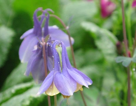Spring Sale Weekend - West Kington Nurseries